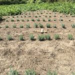 New lavender plants towards the tail of the whale.