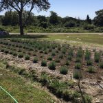 This is the first lavender patch we planted.