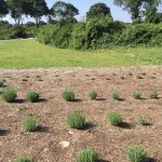 Every season we add a few more lavender plants.