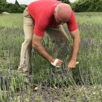 All Whale Rock Lavender is cut by hand.
