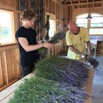 Cousin Rasmus helping put the lavender bunches together for hanging and drying.