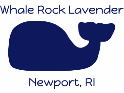 Whale Rock Lavender